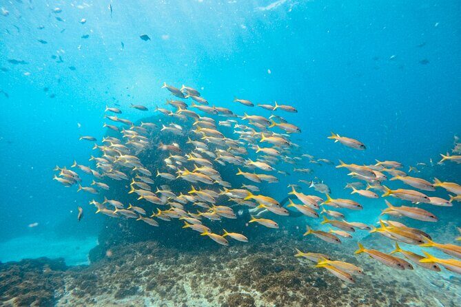 Julian Rocks: Premier Snorkeling Tour Byron Bay - Real Experiences from Travelers