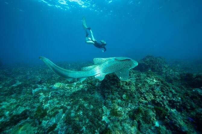 Julian Rocks: Premier Snorkeling Tour Byron Bay - Practical Tips for Booking and Preparing