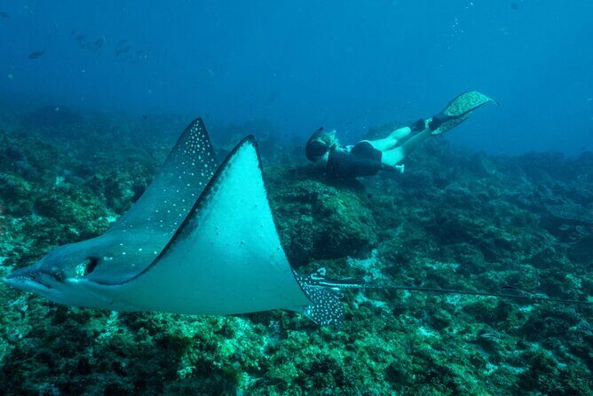 Julian Rocks: Premier Snorkeling Tour Byron Bay - Who Will Love This Experience?
