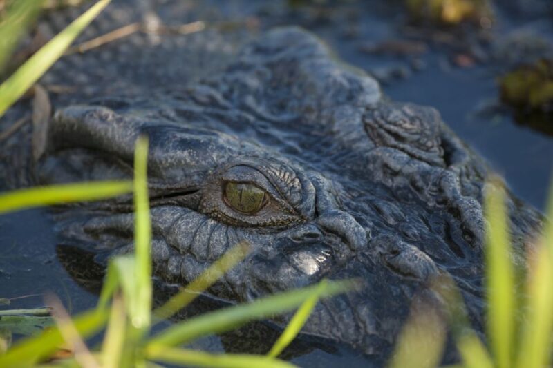 Jumping Crocodile Cruise from Darwin Half-Day Scenic Trip - Authentic Insights from Reviews