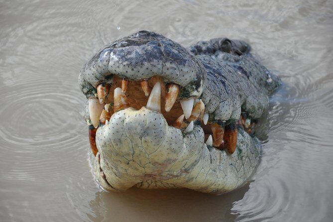 Jumping Crocodile Cruise with lunch - What is the Jumping Crocodile Cruise experience?