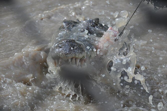 Jumping Crocodile Cruise with lunch - The Sum Up