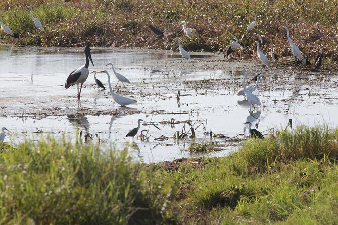 Jumping Crocs & Nature Adventure Cruise from Darwin - Authentic Experiences and Insider Tips