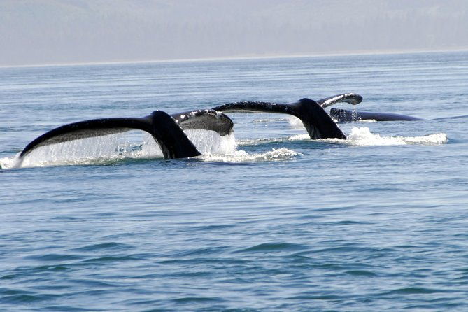 juneau-lighthouse-tours-whale-watching-lighthouse-combo