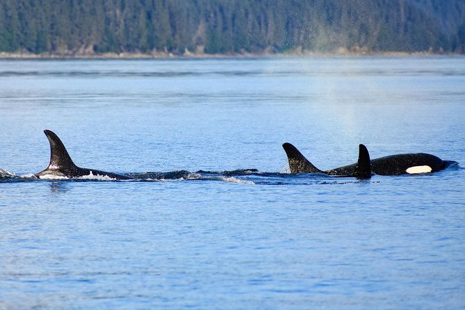 juneau-lighthouse-tours-whale-watching-lighthouse-combo