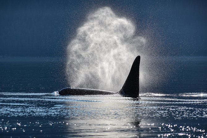 juneau-lighthouse-tours-whale-watching-lighthouse-combo