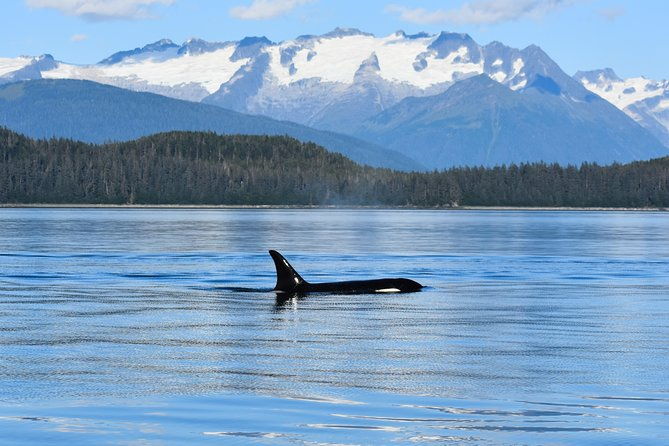 juneau-lighthouse-tours-whale-watching-lighthouse-combo