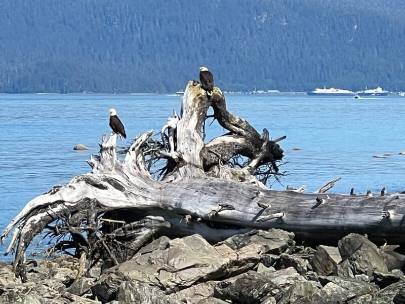 Juneau: Rainforest Photo Safari on a Segway - FAQ