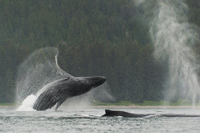 juneau-shore-excursion-paddle-with-whales-kayak-adventure