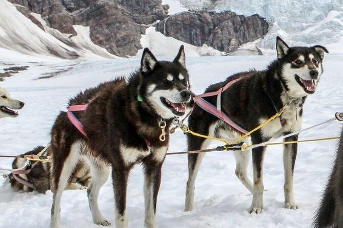 Juneau Shore Excursions: Juneau Helicopter Tour & Dogsledding Experience - The Experience in Detail