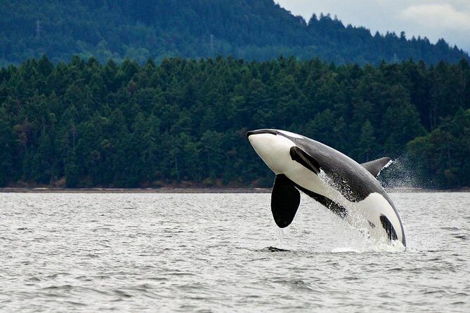 Juneau Whale Watching Adventure - An In-Depth Look at the Juneau Whale Watching Tour