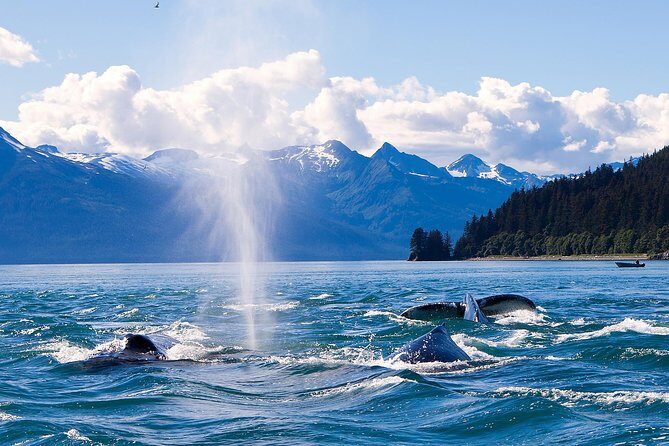 Juneau Whale Watching Adventure - The Sum Up