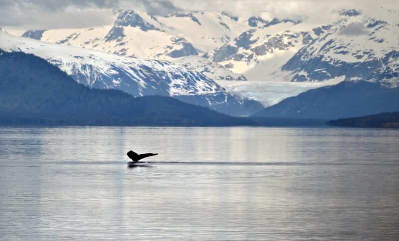 Juneau: Whale Watching and Wildlife Cruise with Local Guide - Introduction