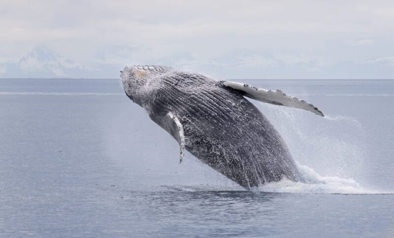 Juneau: Whale Watching and Wildlife Cruise with Local Guide - Why the Experience Is Worth It