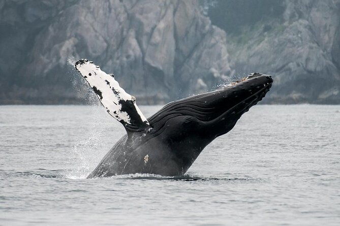 juneau-wildlife-whale-watching