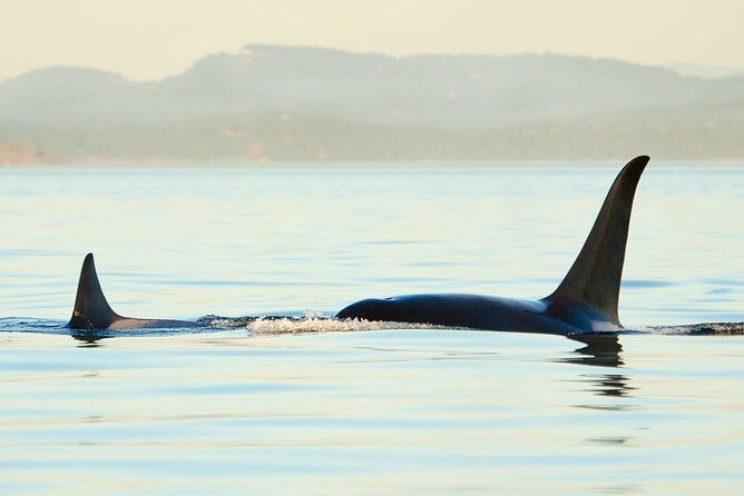 juneau-wildlife-whale-watching