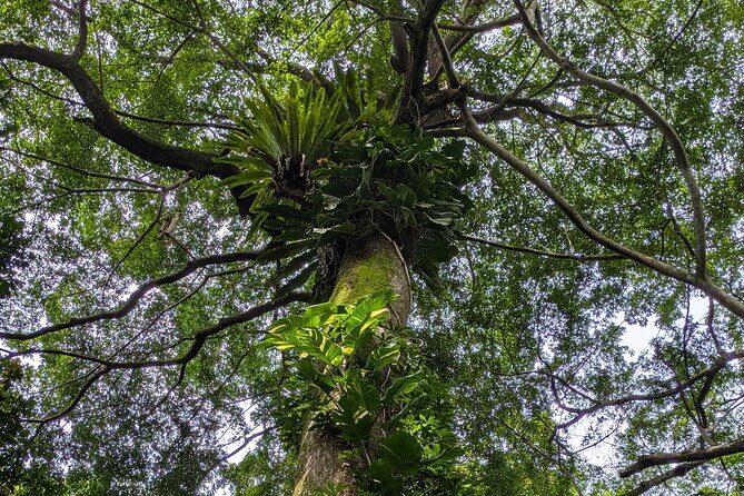 Jungle and Heritage Walk in Singapore - Why This Tour Works Well