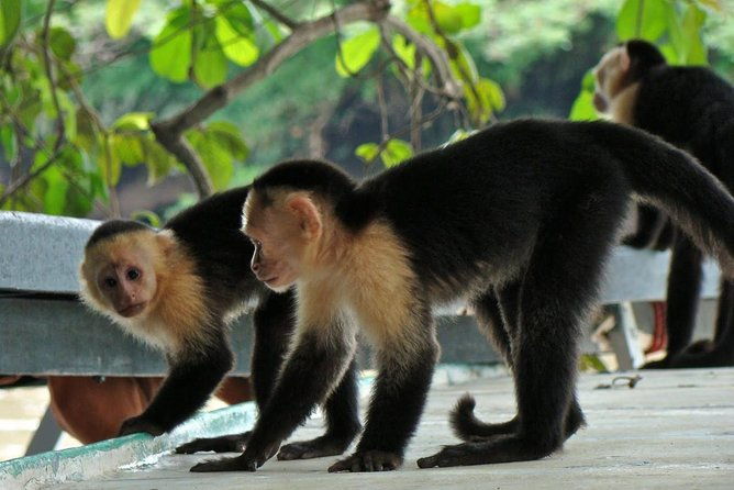 jungle-cruise-at-palo-verde-national-park