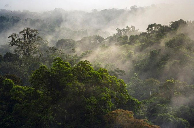 jungle-expedition-through-the-childrens-eternal-rainforest