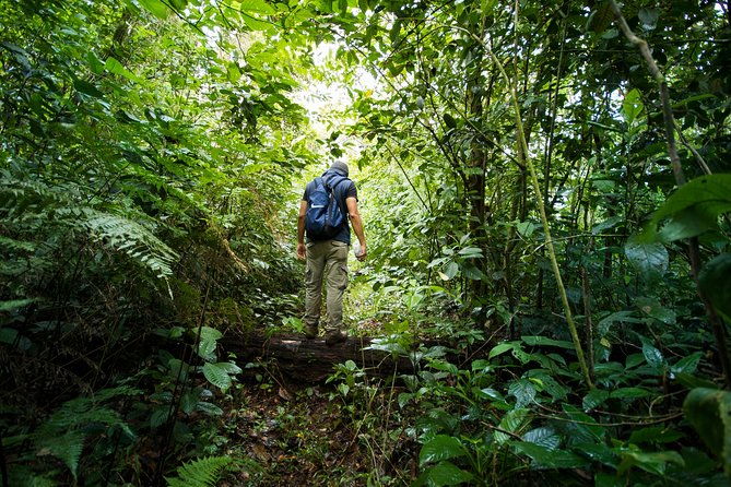 jungle-expedition-through-the-childrens-eternal-rainforest