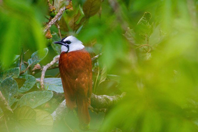 jungle-expedition-through-the-childrens-eternal-rainforest