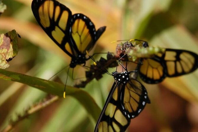 jungle-fly-adventure-at-the-jungle-in-iguazu
