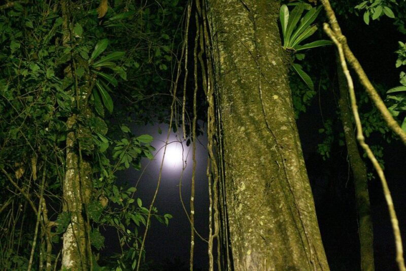 jungle-iquitos-3d-boatingpiranha-fishingnight-excursion-2