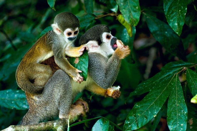 jungle-iquitos-3d-boatingpiranha-fishingnight-excursion-2