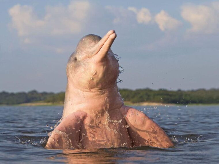 jungle-iquitos-3d-boatingpiranha-fishingnight-excursion-2