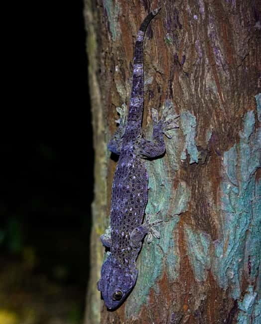 Jungle Night Walk - Explore Phong Nhas Nocturnal Nature - Key Points  