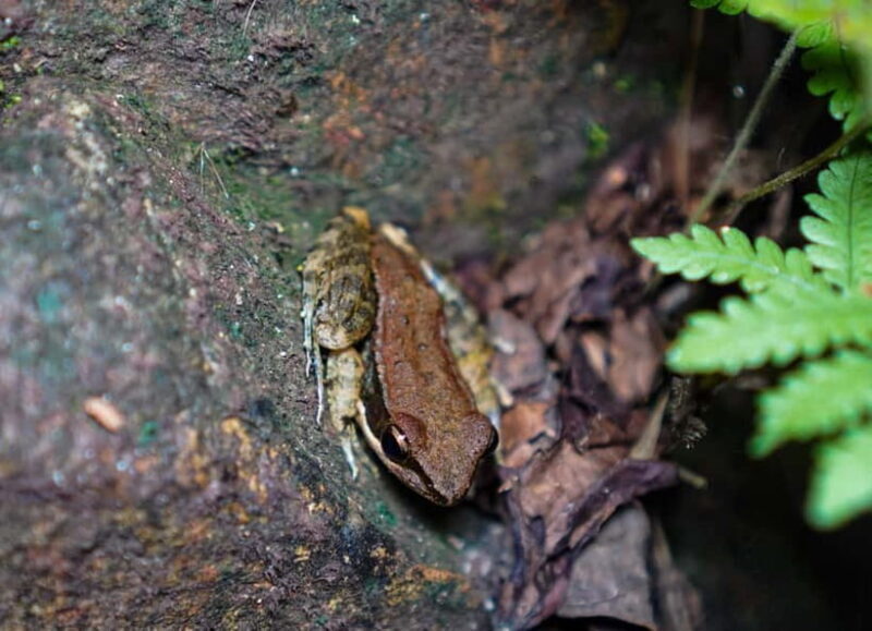 Jungle Night Walk - Explore Phong Nhas Nocturnal Nature - Exploring the Phong Nha Jungle at Night  