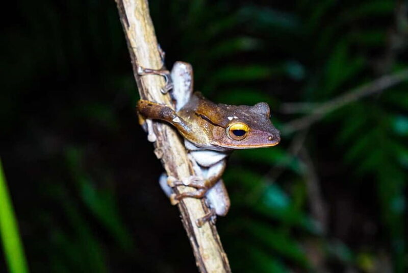 Jungle Night Walk - Explore Phong Nhas Nocturnal Nature - Practical Details and Value  