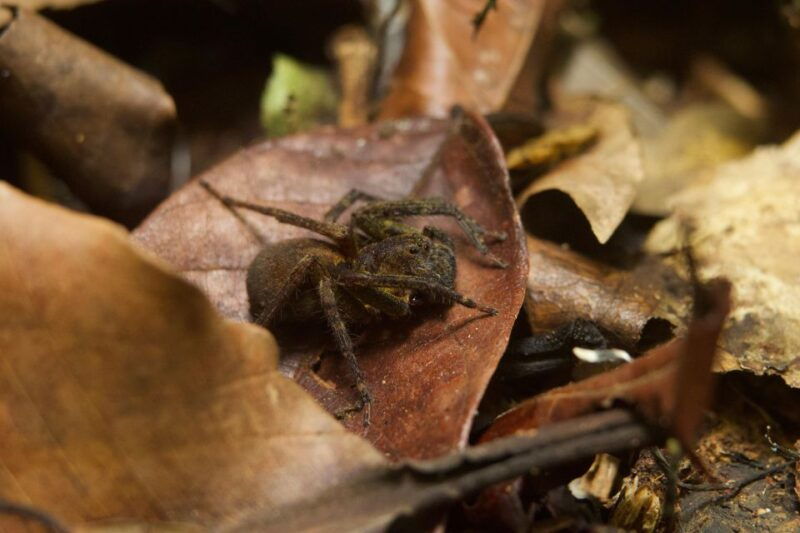 jungle-night-walk-nocturnal-wildlife-and-jungle-sounds