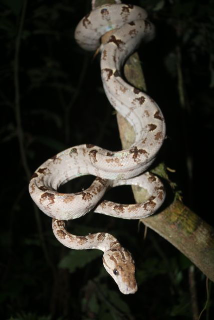 jungle-night-walk-nocturnal-wildlife-and-jungle-sounds
