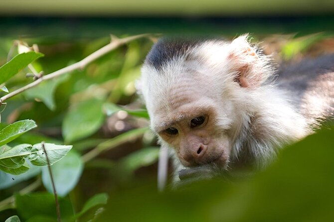 jungle-river-cruise-and-coffee-tour