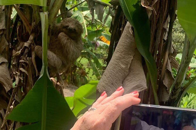 jungle-river-sloth-sanctuary-and-poisonous-frogs
