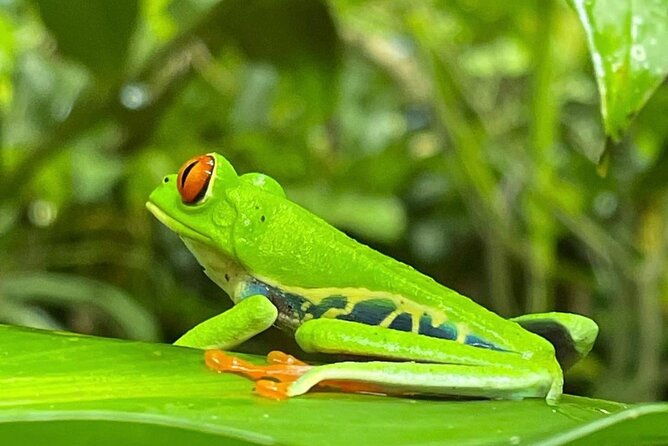jungle-river-sloth-sanctuary-and-poisonous-frogs