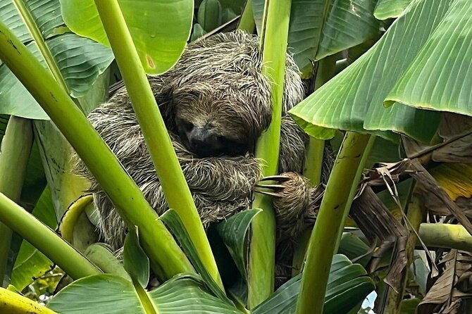 jungle-river-sloth-sanctuary-and-poisonous-frogs