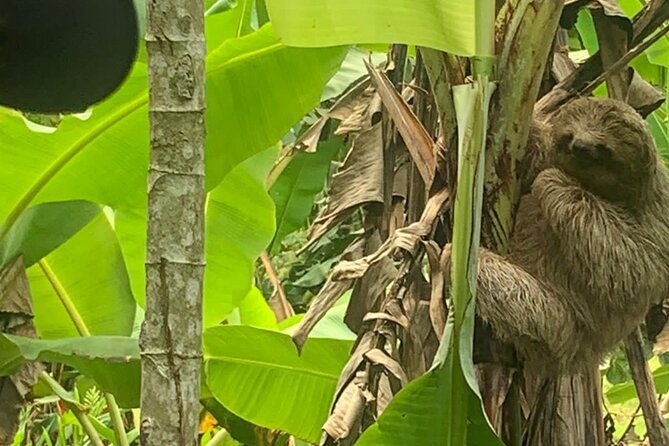jungle-river-sloth-sanctuary-and-poisonous-frogs