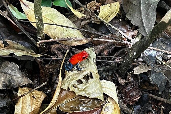 jungle-river-sloth-sanctuary-and-poisonous-frogs