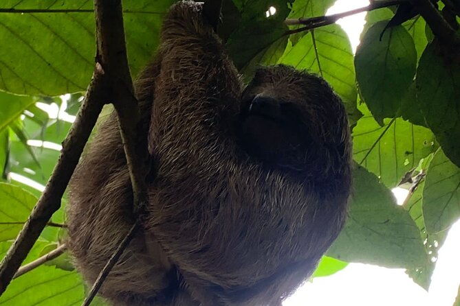 jungle-river-sloth-sanctuary-and-poisonous-frogs