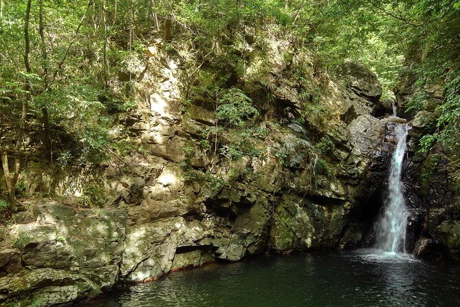 jungle-river-trek-private-tour-in-yanbaru-north-okinawa