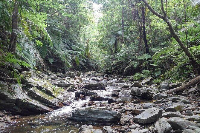 jungle-river-trek-private-tour-in-yanbaru-north-okinawa