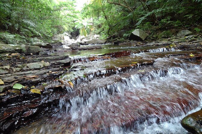 jungle-river-trek-private-tour-in-yanbaru-north-okinawa