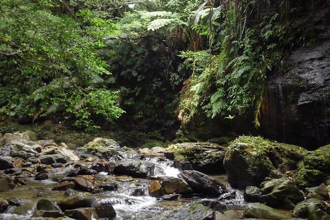 jungle-river-trek-private-tour-in-yanbaru-north-okinawa