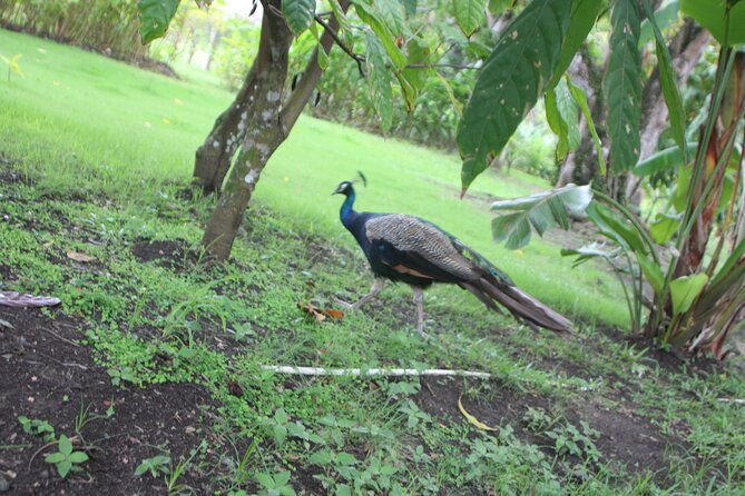 jungle-safari-excursion