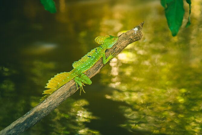 jungle-safari-float-on-sarapiqui-river-from-la-fortuna