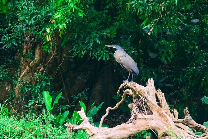 jungle-safari-float-on-sarapiqui-river-from-la-fortuna