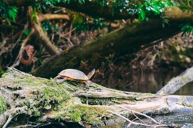 jungle-safari-float-on-sarapiqui-river-from-la-fortuna