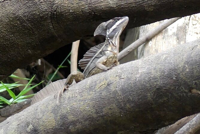 jungle-safari-in-playa-samara